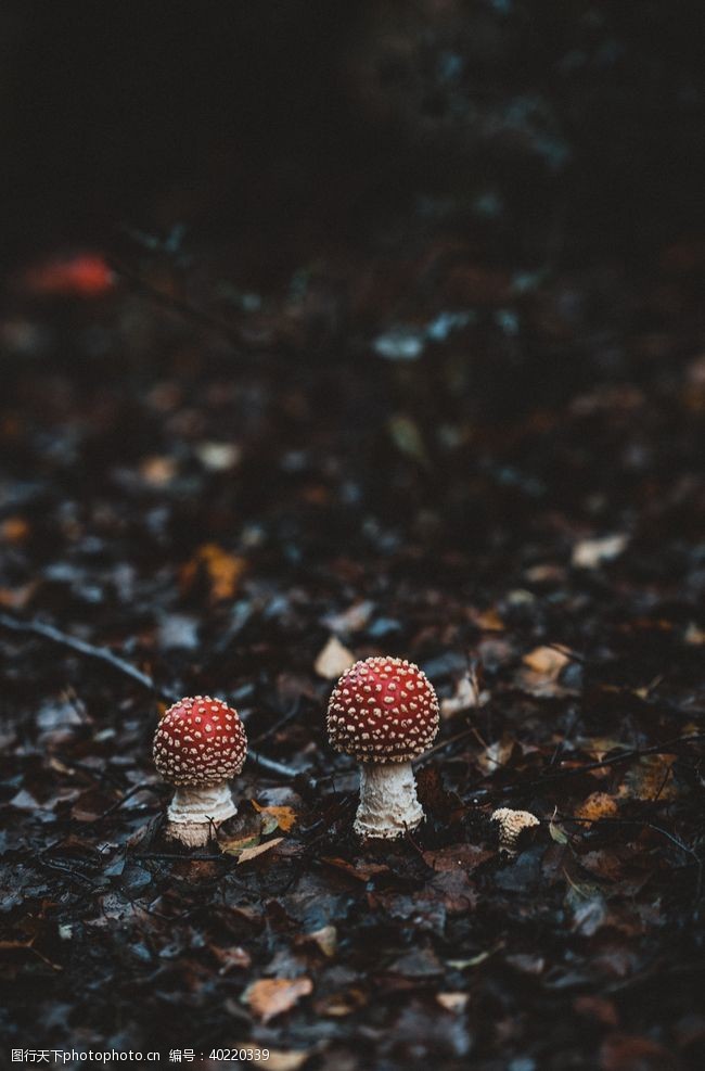 伞蘑菇图片