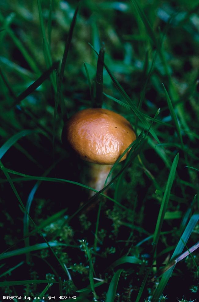 红红火火蘑菇图片