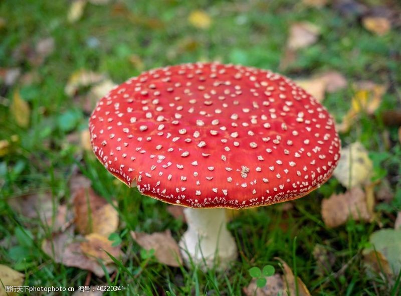 植物类蘑菇图片