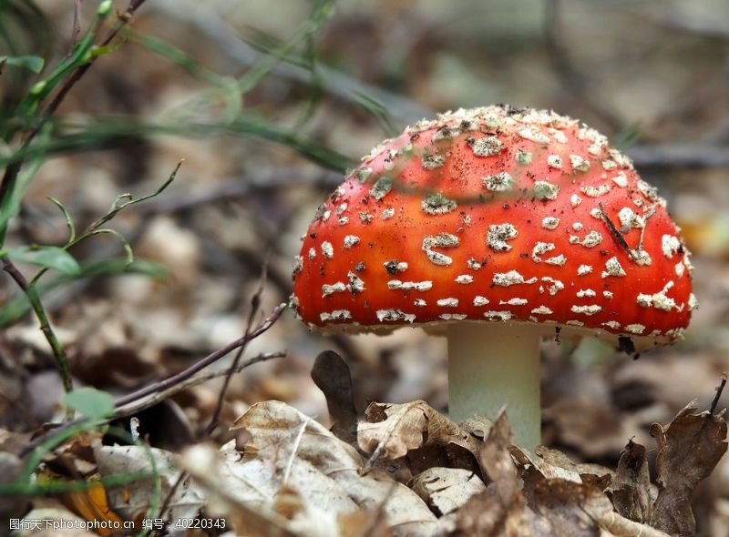 伞菇蘑菇图片