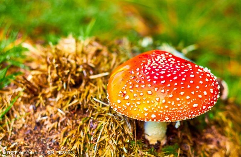 红伞蘑菇图片