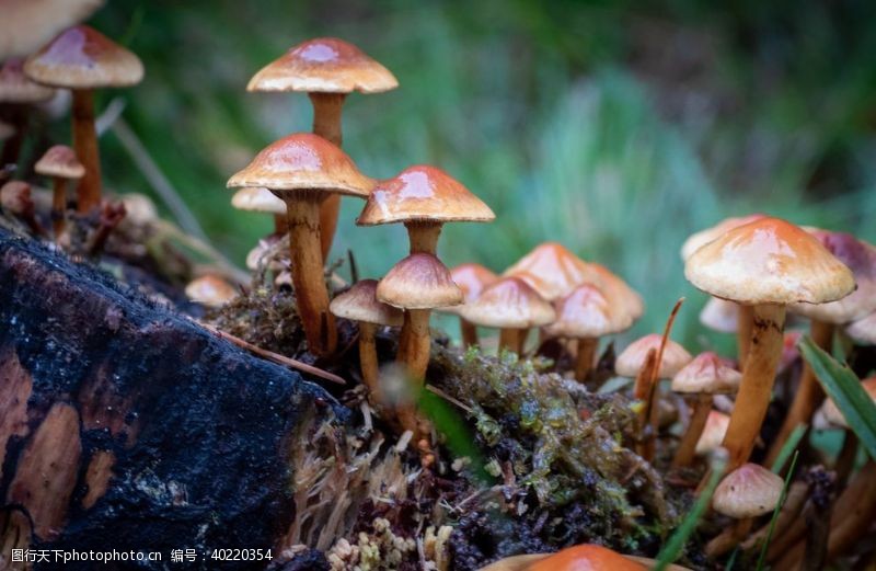 毒蘑菇蘑菇图片
