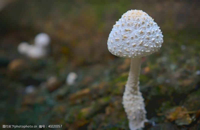 香蘑菇蘑菇图片