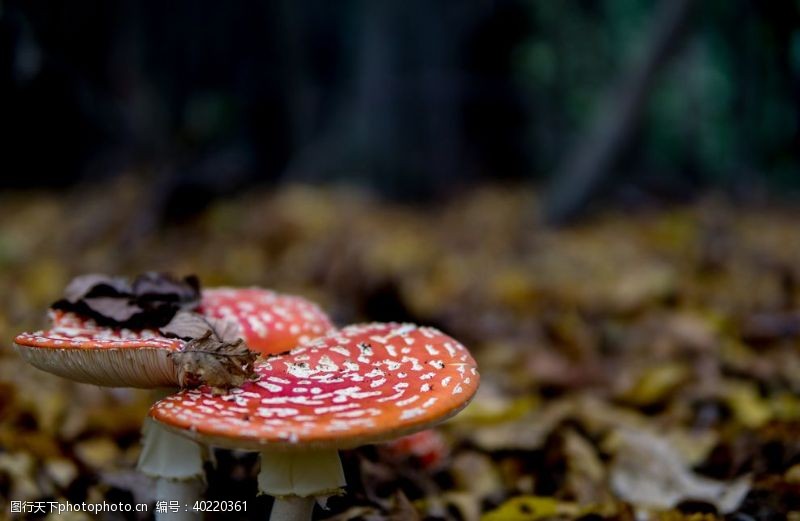 口红蘑菇图片