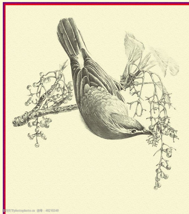 水花设计鸟图片
