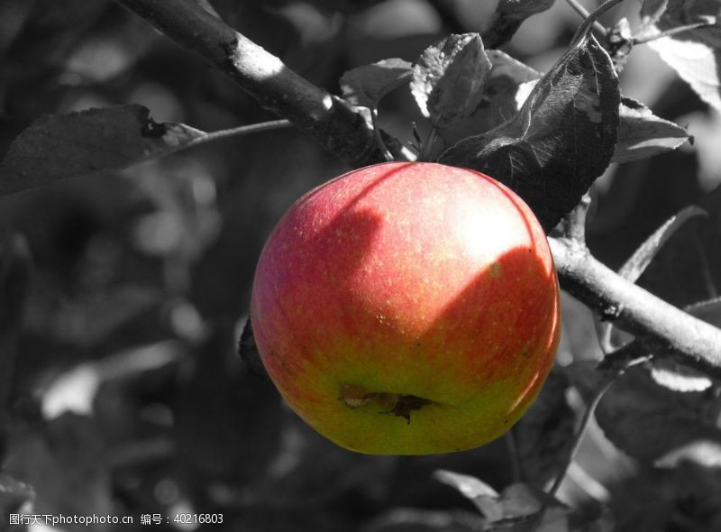 种植苹果图片