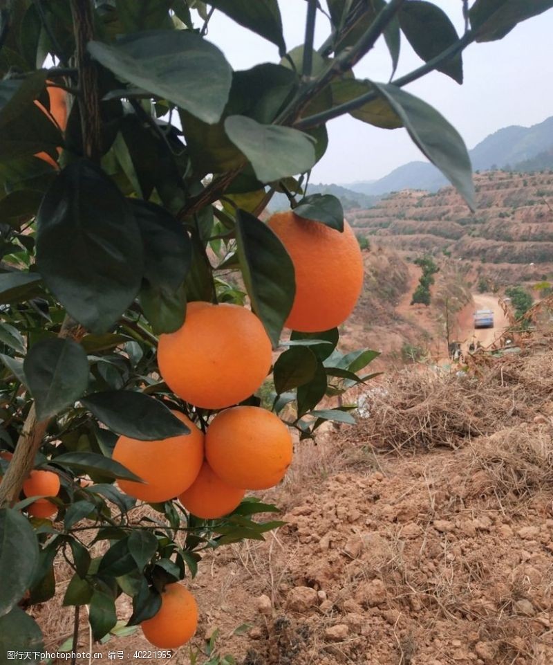 橙子脐橙树图片