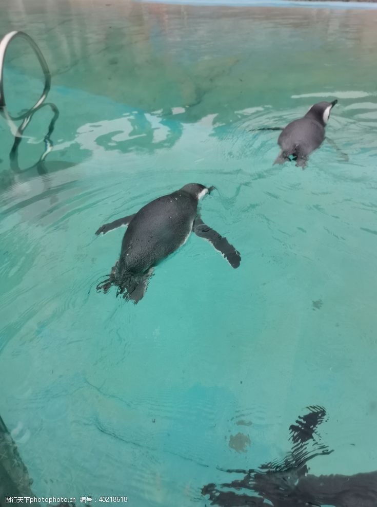 游泳摄影企鹅图片