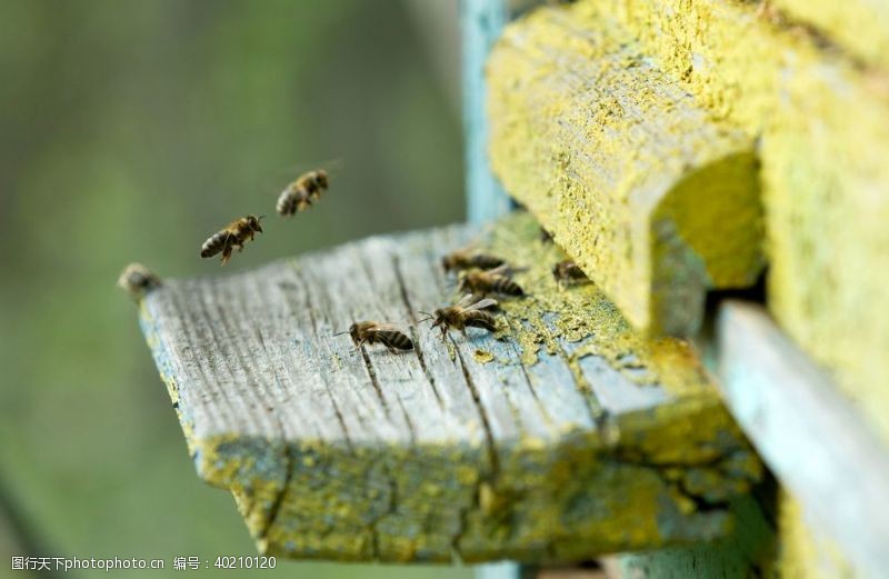 鸟巢勤劳的蜜蜂图片