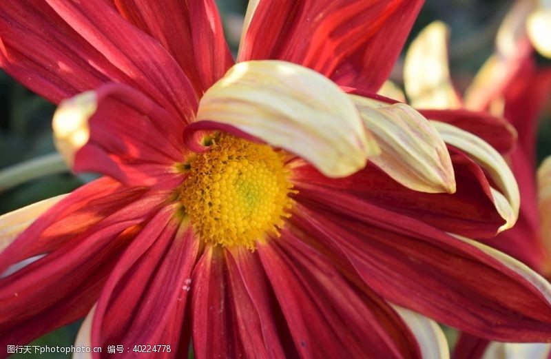 红秋菊图片