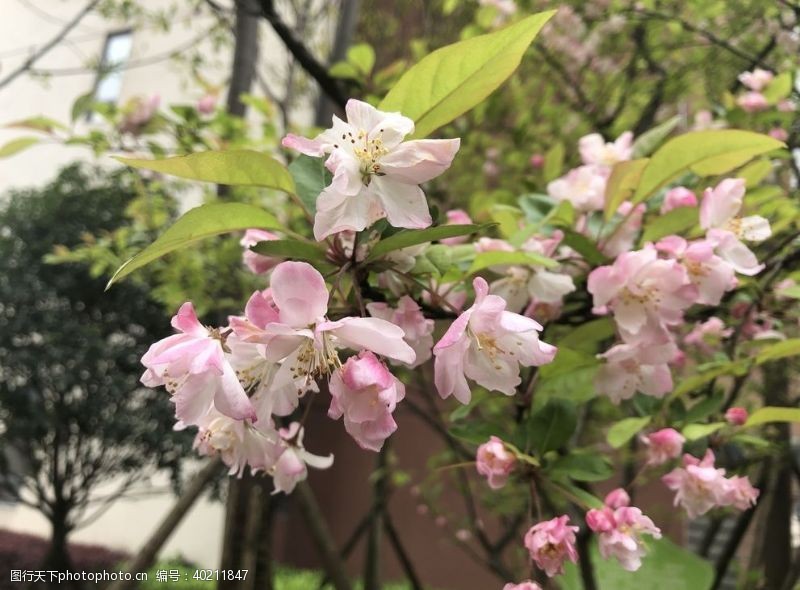 日本小物日本樱花图片