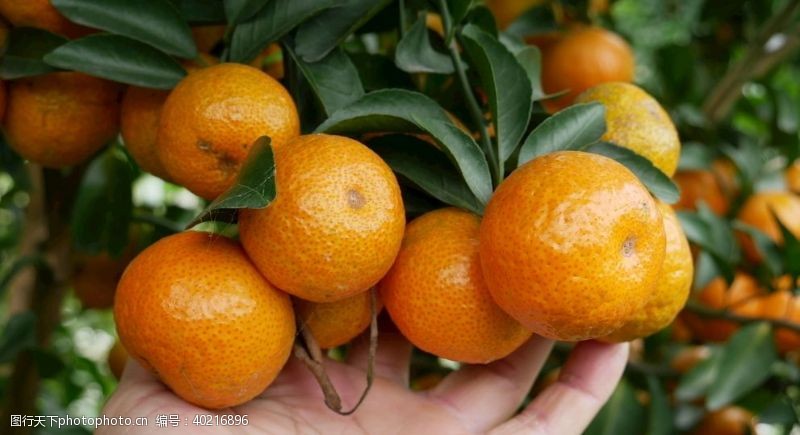 农业沙糖桔柑橘桔子图片