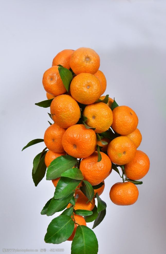 橘子沙糖桔柑橘桔子图片