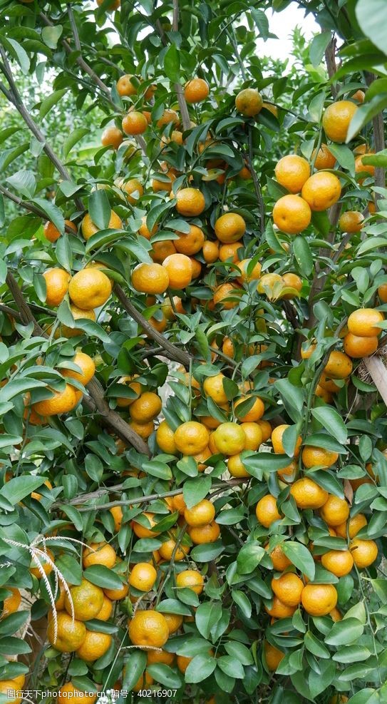 农业沙糖桔柑橘桔子图片