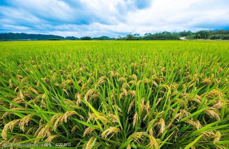 稻田水稻图片