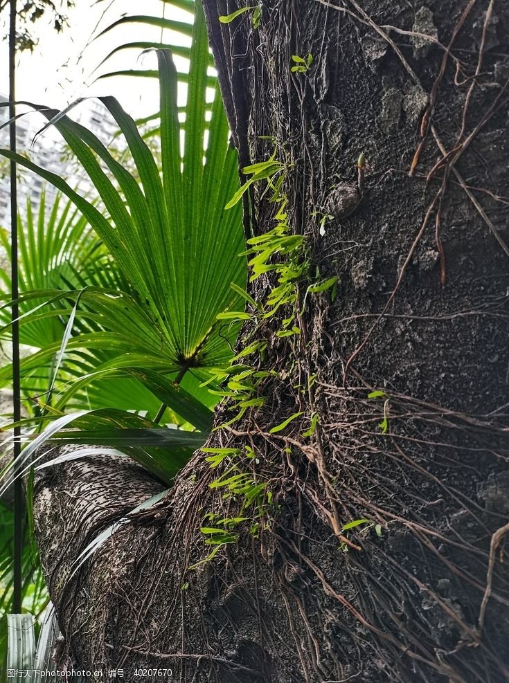 小草树木植物图片