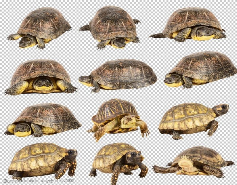 免抠素材乌龟图片