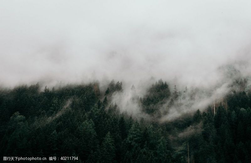 仙境雾图片