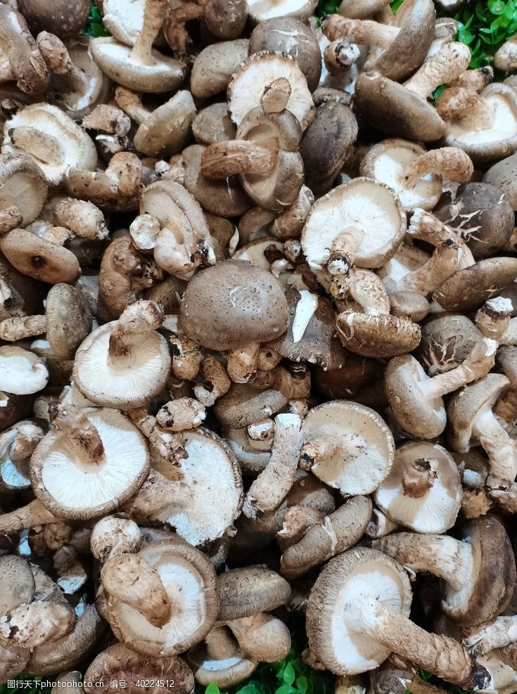蘑菇菜香菇图片