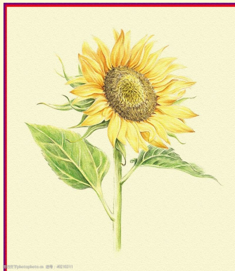 手绘花朵向日葵图片