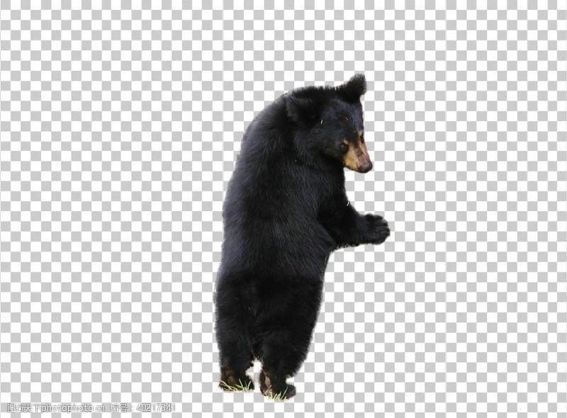 黑熊熊图片