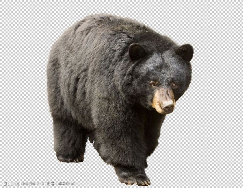 大黑熊熊图片