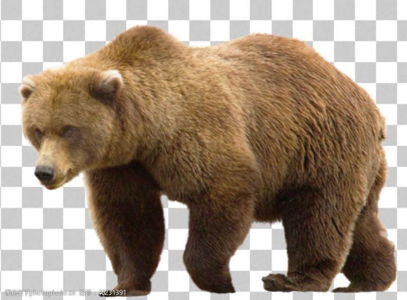 灰熊熊图片