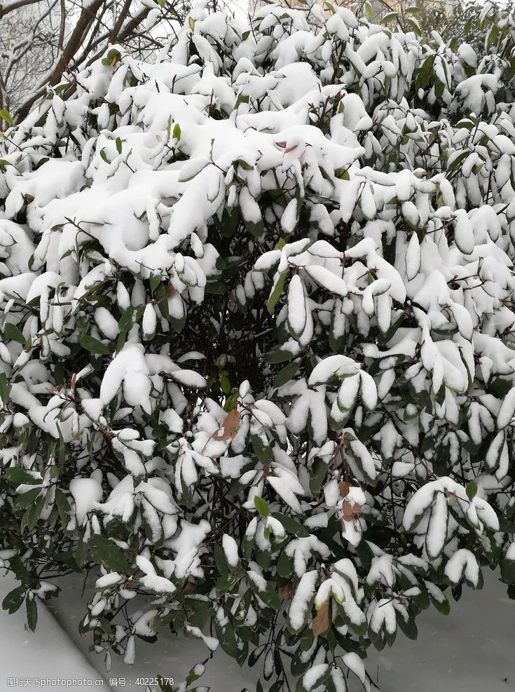 树木树叶雪景图片