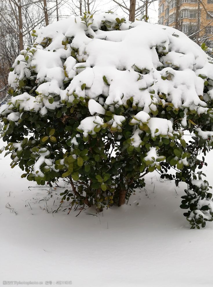 寒冷的雪树图片