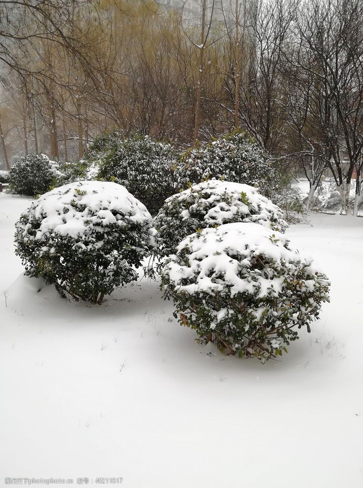 寒冷的雪树图片