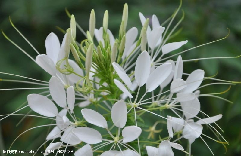 2010年一年生花卉白色的醉蝶花图片