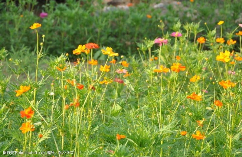 园林素材园林地被植物应用野花组合图片