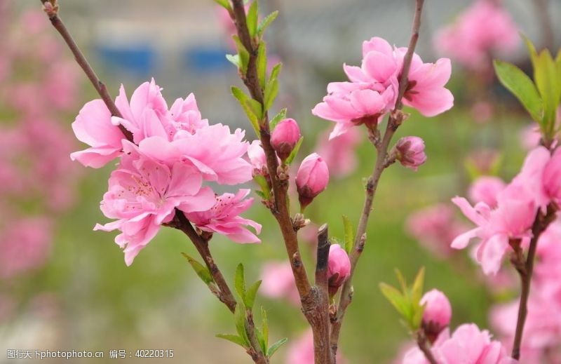 园林花灌木红花碧桃的花枝图片