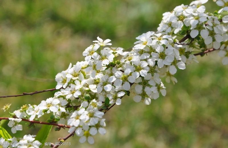 白菊花园林花灌木珍珠绣线菊图片