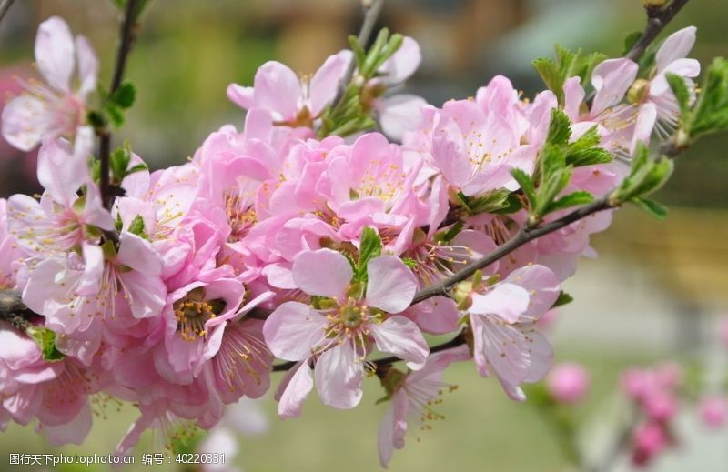 灌木植物北方园林植物榆叶梅的花枝图片