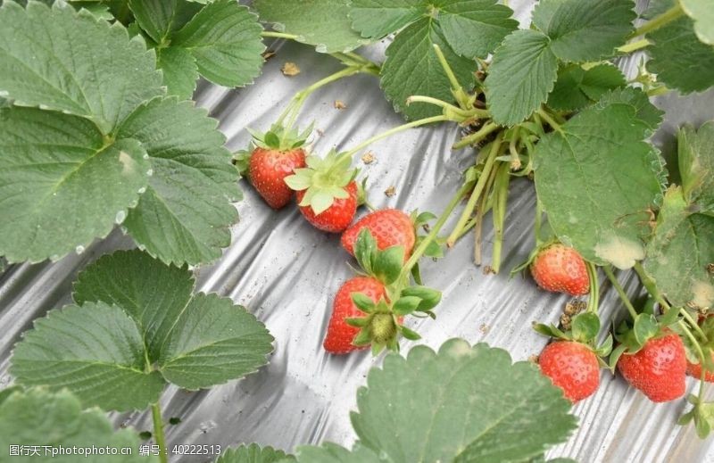 鲜活草莓图片