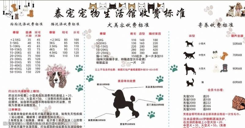 宠物猫咪宠物价目表图片