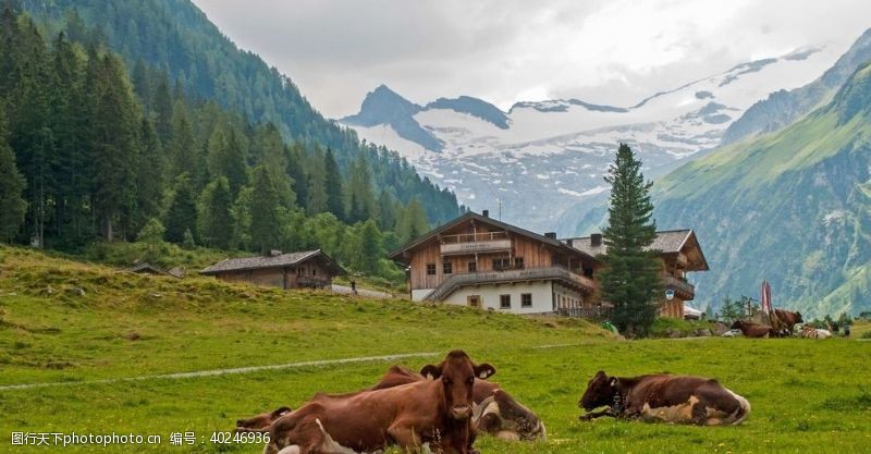 国外旅游大山脚下的牛图片