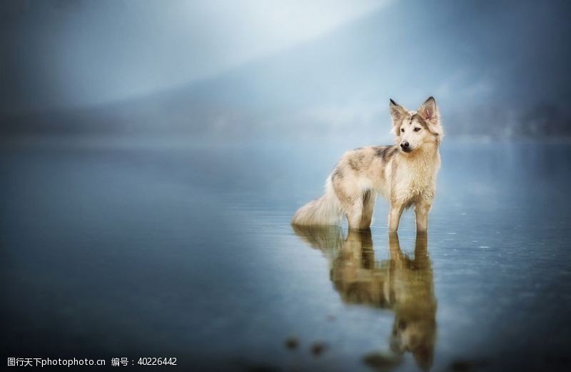 狼鹰动物宠物狗猫图片