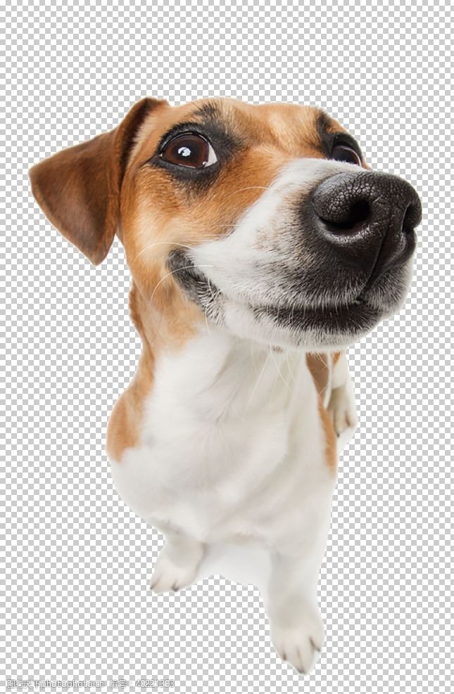 金英狗狗图片