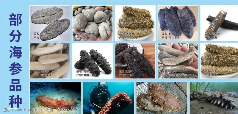 海鲜品种海参品种海报部分图片