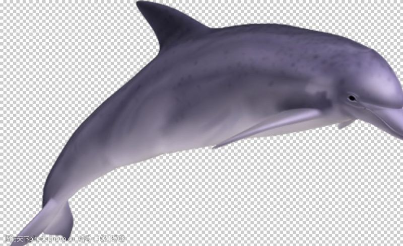 海洋背景海豚图片