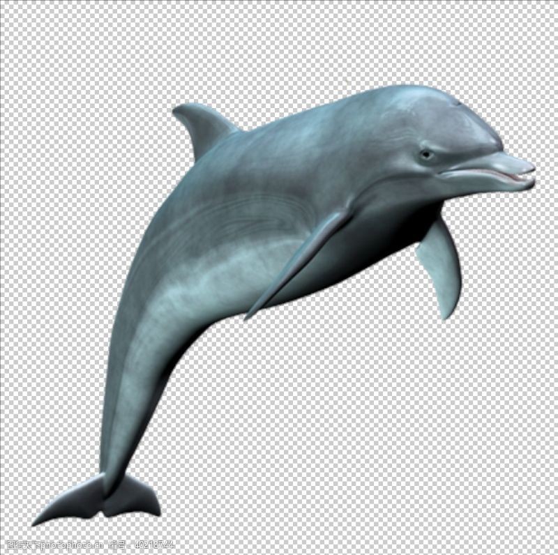 png透明底海豚图片