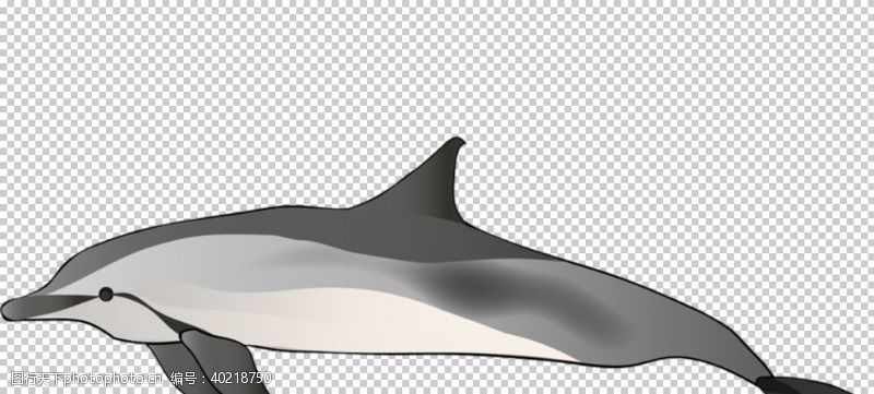 png透明底海豚图片