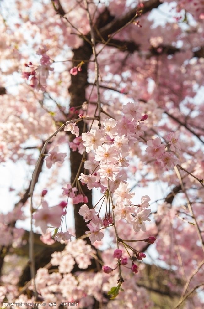 樱桃花图片