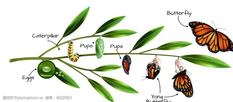 动物素描蝴蝶动物图片