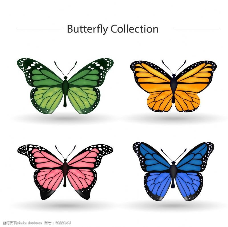 素描动物蝴蝶昆虫动物图片
