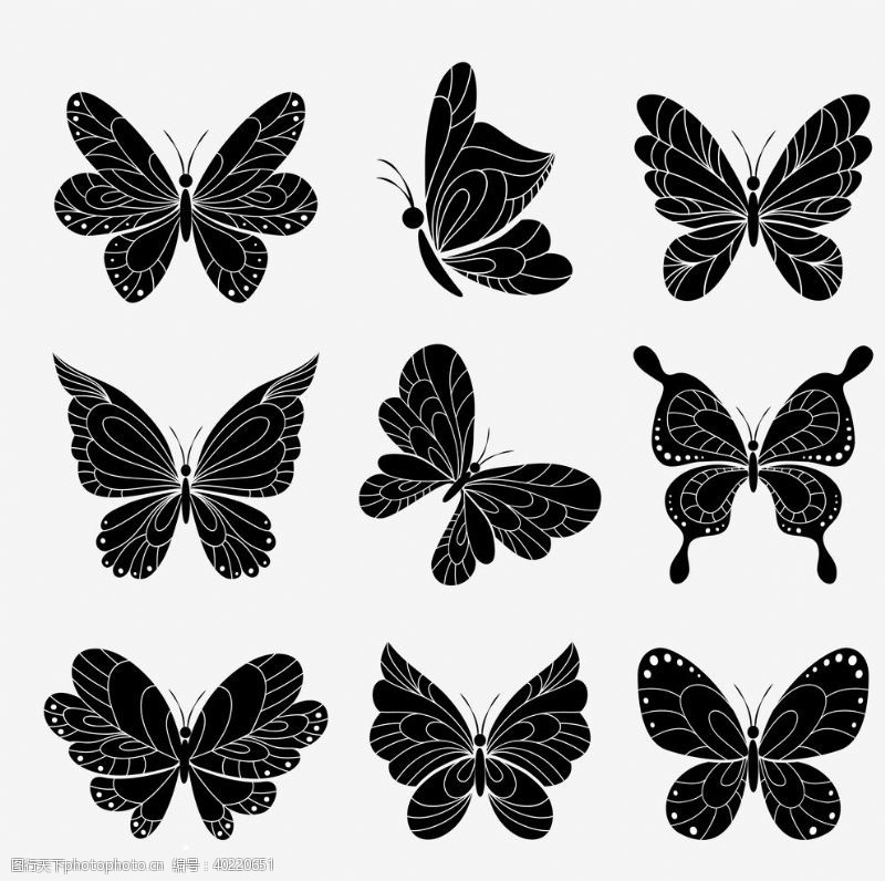 蝴蝶昆虫动物图片