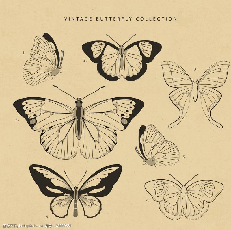 素描动物蝴蝶昆虫动物图片