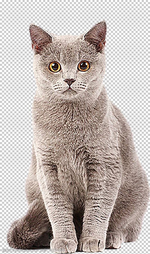英短猫猫图片